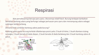 Respirasi
Alat pernafasannya berupa paru-paru. Ukurannya relatif kecil. Burung terdapat tambahan
Sembilan kantong udara yang berfungsi sebagai perluasan paru-paru dan menampung udara sebagai
cadangan ketika terbang.
Dimana letak sembilan kantong udara pada burung?
Kantong udara pada burung terletak dibeberapa posisi yaitu 2 buah di leher, 1 buah diantara tulang
selangka, 2 buah berada di dada depan, 2 buah berada di dada belakang dan 2 buah kantong udara di
perut.
 