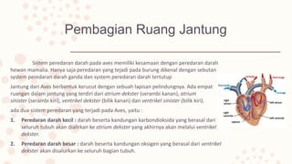 Pembagian Ruang Jantung
Sistem peredaran darah pada aves memiliki kesamaan dengan peredaran darah
hewan mamalia. Hanya saja peredaran yang tejadi pada burung dikenal dengan sebutan
system peredaran darah ganda dan system peredaran darah tertutup
Jantung dari Aves berbentuk kerucut dengan sebuah lapisan pelindungnya. Ada empat
ruangan dalam jantung yang terdiri dari atrium dekster (serambi kanan), atrium
sinister (serambi kiri), ventrikel dekster (bilik kanan) dan ventrikel sinister (bilik kiri).
ada dua sistem peredaran yang terjadi pada Aves, yaitu :
1. Peredaran darah kecil : darah beserta kandungan karbondioksida yang berasal dari
seluruh tubuh akan dialirkan ke atrium dekster yang akhirnya akan melalui ventrikel
dekster.
2. Peredaran darah besar : darah beserta kandungan oksigen yang berasal dari ventrikel
dekster akan disalurkan ke seluruh bagian tubuh.
 