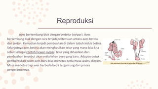 Reproduksi
Aves berkembang biak dengan bertelur (ovipar). Aves
berkembang biak dengan cara terjadi pertemuan antara aves betina
dan jantan. Kemudian terjadi pembuahan di dalam tubuh induk betina.
Selanjutnya aves betina akan menghasilkan telur yang mana bisa kita
sebut sebagai contoh hewan ovipar. Telur yang dihasilkan dari
pembuahan tersebut akan melahirkan aves yang baru. Adapun untuk
pembentukan calon aves baru bisa menetas perlu masa waktu dierami.
Masa menetas tiap aves berbeda-beda tergantung dari proses
pengeramannya.
 