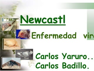 Newcastle Enfermedad  viral. Carlos Yaruro..  Carlos Badillo. 