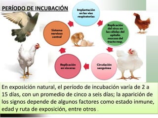 Han descrito cinco formas o patotipos de la enfermedad, de acuerdo con los signos clínicos que se presentan en aves susceptibles  1.  Doyle's, denominada velogénica viscerotrópica , se presenta como un cuadro agudo, afectando a aves de todas las edades y con frecuencia se observan lesiones hemorrágicas en el tracto digestivo. 2.  Beach, denominada velogénica neurotrópica , afecta a aves de todas las edades. Se observan signos respiratorios y neurológicos. 3. Beaudette, causada por cepas mesogénicas, parece ser la forma menos patogénica de la enfermedad. La mortalidad se observa sólo en aves jóvenes. 4.Hitchner, presenta un cuadro respiratorio moderado o inaparente, es causada por cepas lentogénicas usadas como vacunas. 5. Entérica-asintomática, provocada por cepas lentogénicas que no causan signos clínicos o patología. El virus sólo está presente en las heces o en el intestino.