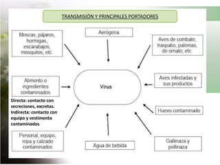 PERÍODO DE INCUBACIÓN En exposición natural, el período de incubación varía de 2 a 15 días, con un promedio de cinco a seis días; la aparición de los signos depende de algunos factores como estado inmune, edad y ruta de exposición, entre otros .