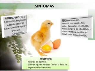 TRANSMISIÓN Y PRINCIPALES PORTADORESDirecta: contacto con secreciones, excretas.Indirecta: contacto con equipo y vestimenta contaminados