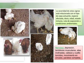 SINTOMASRESPIRATORIO:  Tos y Estornudos. Respiración jadeante. Secreción nasal. Estertor traqueal y bronquial. Conjuntivitis. NERVIOSO: Depresión. Temblores musculares.  Alas caídas.   Dan vueltas en círculos.  Parálisis completa De 10 a 20 días observa tortícolis y parálisis en alas y/o patas. Incoordinación. DIGESTIVO:Pérdida de apetito. Diarrea líquida verdosa (indica la falta de ingestión de alimentos). 