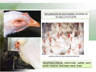 La severidad de estos signos está relacionada con el tipo de cepa actuante, especie afectada, dosis, edad, estado inmune, ruta de exposición y condiciones ambientales. Nervioso: depresión, temblores musculares, alas inclinadas, cabeza y cuello torcidos, movimiento en círculos, parálisis completa.