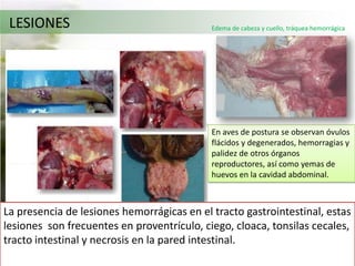 Cuando el sistema respiratorio está afectado se observan lesiones hemorrágicas y congestión de la tráquea, en algunos casos acompañados de exudado catarralExudado hemorrágica en la cavidad bucal.