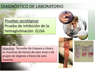 DIAGNOSTICO DIFERENCIAL  EN INDIVIDUOS… Deficiencia de vitamina B1, intoxicación, influenza aviar, salmonelosis y ornitosis  Bronquitis infecciosa. Influenza aviar, salmonelosis, cólera aviar,Micoplasmosis , Laringotraqueítis , También errores de manejo, tales como falta de agua,aire, alimentación 