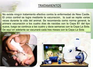 Desinfección: Por fumigación