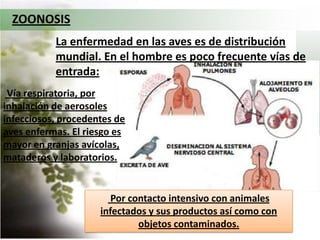 Vacunación: En áreas de riesgo