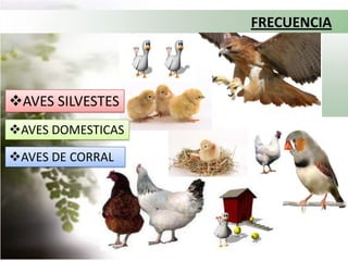 FRECUENCIAAVES SILVESTES