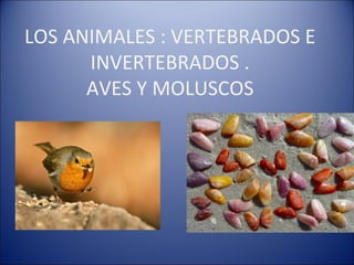 LOS ANIMALES : VERTEBRADOS E INVERTEBRADOS . AVES Y MOLUSCOS 