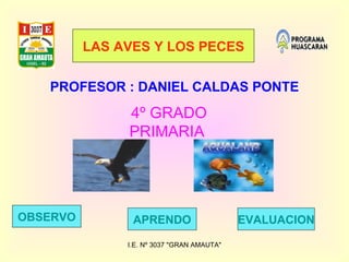 I.E. Nº 3037 &quot;GRAN AMAUTA&quot; LAS AVES Y LOS PECES PROFESOR : DANIEL CALDAS PONTE 4º GRADO PRIMARIA  OBSERVO APRENDO EVALUACION 