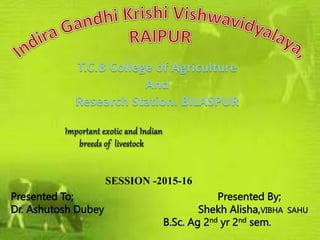 T.C.B College of Agriculture
And
Research Station. BILASPUR
Presented To; Presented By;
Dr. Ashutosh Dubey Shekh Alisha,VIBHA SAHU
B.Sc. Ag 2nd yr 2nd sem.
SESSION -2015-16
Important exotic and Indian
breeds of livestock
 