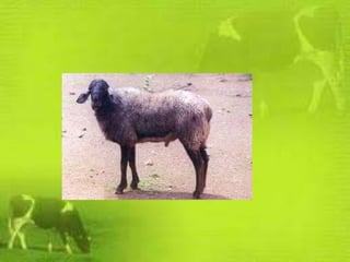 INDIGENOUS AND EXOTIC BREEDS OF LIVESTOCK