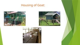Housing Principles of Livestock and Poultry, Space requirements | PPTX