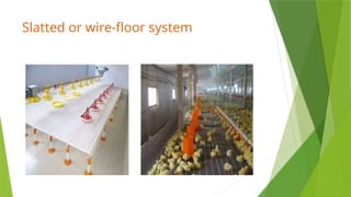 Slatted Unit Housing Principles of Livestock and Poultry, Space requirements | PPTX