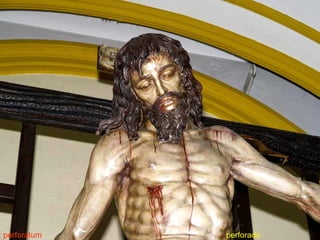 perforatum perforado