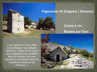 Pigeonnier St Grégoire ( Séverac) Caves à vin, Rivière sur Tarn « Les vignerons da la vallée pour échapper aux pillages bâtirent ce village de 23 caves semi troglodytiques installées dans un courant d’air pour apporter au vin stocké dans les foudres un maximum de fraîcheur. » 