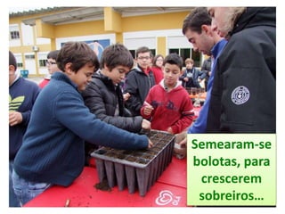 Semearam-se
bolotas, para
crescerem
sobreiros…
 