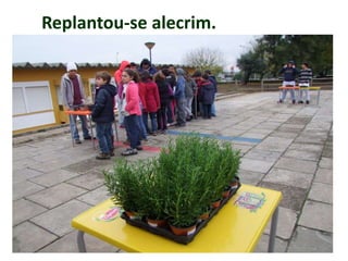 Replantou-se alecrim.
 