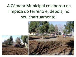 A Câmara Municipal colaborou na
limpeza do terreno e, depois, no
seu charruamento.
 
