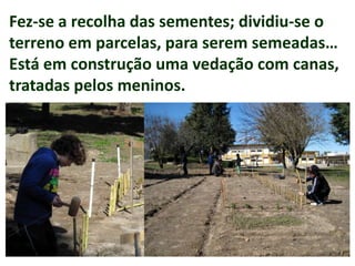 Fez-se a recolha das sementes; dividiu-se o
terreno em parcelas, para serem semeadas…
Está em construção uma vedação com canas,
tratadas pelos meninos.
 