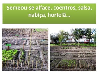 Semeou-se alface, coentros, salsa,
nabiça, hortelã…
 