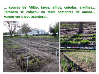 … couves de Milão, favas, alhos, cebolas, ervilhas…
Também se colocou na terra sementes de anona…
vamos ver o que acontece…
 