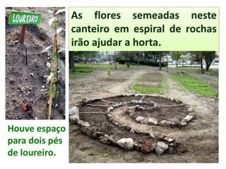 Houve espaço
para dois pés
de loureiro.
As flores semeadas neste
canteiro em espiral de rochas
irão ajudar a horta.
 