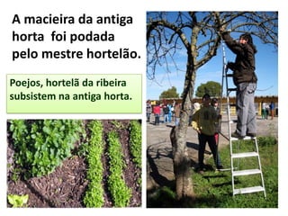 A macieira da antiga
horta foi podada
pelo mestre hortelão.
Poejos, hortelã da ribeira
subsistem na antiga horta.
 