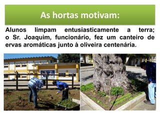 As hortas motivam:
Alunos limpam entusiasticamente a terra;
o Sr. Joaquim, funcionário, fez um canteiro de
ervas aromáticas junto à oliveira centenária.
 