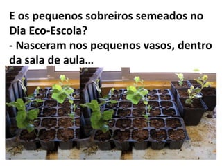E os pequenos sobreiros semeados no
Dia Eco-Escola?
- Nasceram nos pequenos vasos, dentro
da sala de aula…
 