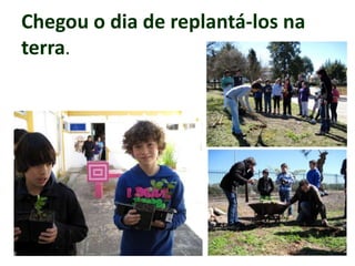 Chegou o dia de replantá-los na
terra.
 