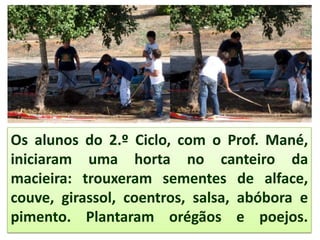 Os alunos do 2.º Ciclo, com o Prof. Mané,
iniciaram uma horta no canteiro da
macieira: trouxeram sementes de alface,
couve, girassol, coentros, salsa, abóbora e
pimento. Plantaram orégãos e poejos.
 