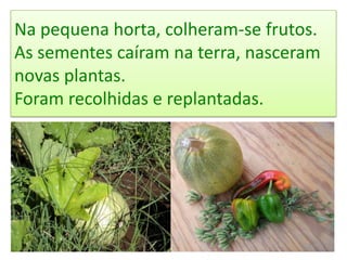 Na pequena horta, colheram-se frutos.
As sementes caíram na terra, nasceram
novas plantas.
Foram recolhidas e replantadas.
 