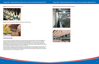 10
Aviagen Brief - Addressing Carcass Quality Issues at the Processing Plant, September 2016 Aviagen Brief - Addressing Carcass Quality Issues at the Processing Plant, September 2016
11
Figure 12: Clean, uncontaminated birds and their viscera.
Figure 13: Example of a carcass contaminated with bile that must be reprocessed.
Figure 14: Examples of water immersion and air chilling systems.
CARCASS CHILLING
The two most common methods of carcass chilling during processing are water immersion and air chilling (Figure 14).
Immersion chilling involves placing carcasses into a counter flow water system at 0-1°C (32-34°F) for 1.5 to 3 hours
depending on carcass weight. The aim is to reduce deep muscle temperature to <4°C (40°F) to inhibit the growth of
microorganisms. One of the key issues in water immersion chilling is to maintain a free chlorine level of about 5 ppm to
reduce the likelihood of cross-contamination. This can be difficult since large numbers of birds entering the chiller introduce
organic material that decreases the levels of free chlorine in the chiller.
Air chilling systems are growing in popularity, partly due to the fact that there is less water uptake of the carcass than with
immersion chilling. Air chilling systems are characterized by chilling carcasses in environmentally controlled rooms with
forced air. Because the rate of heat transfer is much slower with air than in water, it takes much longer to air chill. However,
carcasses must reach 4°C (40°F) or less within 16 hours.
 