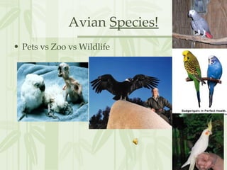 Avian  Species! ,[object Object]