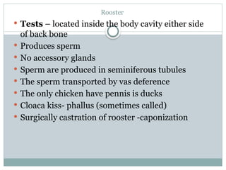 Avian Anatomy Ppt.pptxfasgdg namaste namaste | PPTX