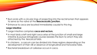Intestine Rings Anatomy of avian digestive system(chicken) | PPTX