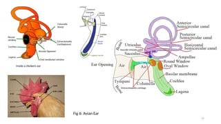 AVIAN ANATOMY HISTOLOGY AND GROSS 1.pptx