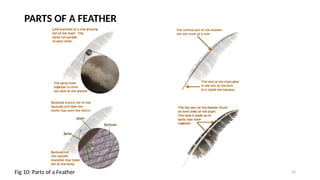 Feather Components AVIAN ANATOMY HISTOLOGY AND GROSS 1.pptx