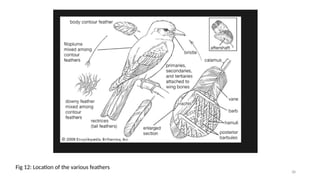 AVIAN ANATOMY HISTOLOGY AND GROSS 1.pptx