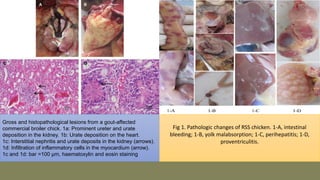 Fig 1. Pathologic changes of RSS chicken. 1-A, intestinal
bleeding; 1-B, yolk malabsorption; 1-C, perihepatitis; 1-D,
proventriculitis.
Gross and histopathological lesions from a gout-affected
commercial broiler chick. 1a: Prominent ureter and urate
deposition in the kidney. 1b: Urate deposition on the heart.
1c: Interstitial nephritis and urate deposits in the kidney (arrows).
1d: Infiltration of inflammatory cells in the myocardium (arrow).
1c and 1d: bar =100 µm, haematoxylin and eosin staining
 