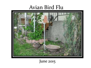 Avian Bird Flu
June 2015
 
