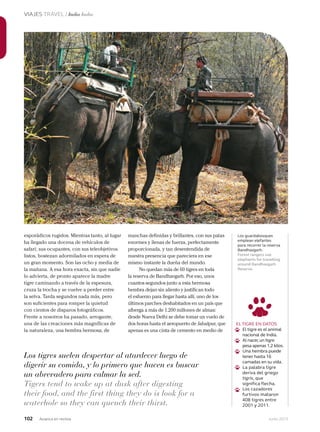 102 Junio 2013Avianca en revista
VIAJES TRAVEL / India India
esporádicos rugidos. Mientras tanto, al lugar
ha llegado una docena de vehículos de
safari; sus ocupantes, con sus teleobjetivos
listos, bostezan adormilados en espera de
un gran momento. Son las ocho y media de
la mañana. A esa hora exacta, sin que nadie
lo advierta, de pronto aparece la madre
tigre caminando a través de la espesura,
cruza la trocha y se vuelve a perder entre
la selva. Tarda segundos nada más, pero
son suficientes para romper la quietud
con cientos de disparos fotográficos.
Frente a nosotros ha pasado, arrogante,
una de las creaciones más magníficas de
la naturaleza, una hembra hermosa, de
manchas definidas y brillantes, con sus patas
enormes y llenas de fuerza, perfectamente
proporcionada, y tan desentendida de
nuestra presencia que pareciera en ese
mismo instante la dueña del mundo.
No quedan más de 60 tigres en toda
la reserva de Bandhavgarh. Por eso, unos
cuantos segundos junto a esta hermosa
hembra dejan sin aliento y justifican todo
el esfuerzo para llegar hasta allí, uno de los
últimos parches deshabitados en un país que
alberga a más de 1.200 millones de almas:
desde Nueva Delhi se debe tomar un vuelo de
dos horas hasta el aeropuerto de Jabalpur, que
apenas es una cinta de cemento en medio de
EL TIGRE EN DATOS
El tigre es el animal
nacional de India.
Al nacer,un tigre
pesa apenas 1,2 kilos.
Una hembra puede
tener hasta 16
camadas en su vida.
La palabra tigre
deriva del griego
tigris, que
significa flecha.
Los cazadores
furtivos mataron
408 tigres entre
2001 y 2011.
Los tigres suelen despertar al atardecer luego de
digerir su comida, y lo primero que hacen es buscar
un abrevadero para calmar la sed.
Tigers tend to wake up at dusk after digesting
their food, and the first thing they do is look for a
waterhole so they can quench their thirst.
Los guardabosques
emplean elefantes
para recorrer la reserva
Bandhavgarh.
Forest rangers use
elephants for travelling
around Bandhavgarh
Reserve.
 