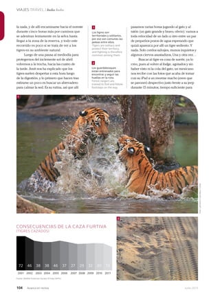 104 Junio 2013Avianca en revista
VIAJES TRAVEL / India India
la nada, y de allí encaminarse hacia el noreste
durante cinco horas más por caminos que
se adentran lentamente en la selva hasta
llegar a la zona de la reserva, y todo este
recorrido es poco si se trata de ver a los
tigres en su ambiente natural.
Luego de una pausa al mediodía para
protegernos del inclemente sol de abril
volvemos a la trocha, hacia las cuatro de
la tarde. Amit nos ha explicado que los
tigres suelen despertar a esta hora luego
de la digestión, y lo primero que hacen tras
estirarse un poco es buscar un abrevadero
para calmar la sed. Es su rutina, así que allí
pasamos varias horas jugando al gato y al
ratón (un gato grande y bravo, obvio): vamos a
toda velocidad de un lado a otro entre un par
de pequeños pozos de agua esperando que
quizá aparezca por allí un tigre sediento. Y
nada. Solo cerdos salvajes, monos inquietos y
algunos ciervos asustadizos. Una y otra vez…
Buscar al tigre es cosa de suerte, ya lo
creo, pues al volver al lodge, agotados y sin
haber visto ni la cola del gato, un mexicano
nos recibe con las fotos que acaba de tomar
con su iPad a un enorme macho joven que
se pavoneó despectivo justo frente a su jeep
durante 15 minutos, tiempo suficiente para
Los tigres son
territoriales y solitarios,
por eso son comunes las
peleas entre ellos.
Tigers are solitary and
protect their territory,
and fighting is therefore
common among them.
Los guardabosques
están entrenados para
encontrar y seguir las
huellas en la ruta.
Forest rangers are
trained to find and follow
footsteps on the way.
1
1
2
2
72 3738 2946 2738 3246 30 13
CONSECUENCIAS DE LA CAZA FURTIVA
(TIGRES CAZADOS)
2001 2002 2003 2004 2005 2006 2007 2008 2009 2010 2011
Fuente: Wildlife Protection Society Of India (WPSI)
Foto:LatinstockColombia/Corbis
 
