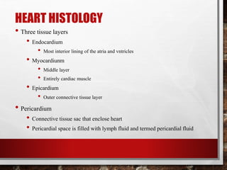 HEART HISTOLOGY
• Three tissue layers
• Endocardium
• Most interior lining of the atria and vntricles
• Myocardiunm
• Middle layer
• Entirely cardiac muscle
• Epicardium
• Outer connective tissue layer
• Pericardium
• Connective tissue sac that enclose heart
• Pericardial space is filled with lymph fluid and termed pericardial fluid
 