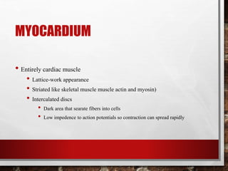 MYOCARDIUM
• Entirely cardiac muscle
• Lattice-work appearance
• Striated like skeletal muscle muscle actin and myosin)
• Intercalated discs
• Dark area that searate fibers into cells
• Low impedence to action potentials so contraction can spread rapidly
 