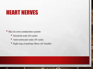 HEART NERVES
• Has its own conduction system
• Sinoatrial node (SA node)
• Atrioventricular node (AV node)
• Right ring of purkinje fibers (AV bundle)
 