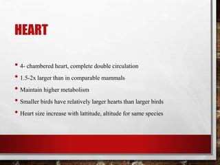 HEART
• 4- chambered heart, complete double circulation
• 1.5-2x larger than in comparable mammals
• Maintain higher metabolism
• Smaller birds have relatively larger hearts than larger birds
• Heart size increase with lattitude, altitude for same species
 